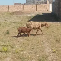 میش. بره دار