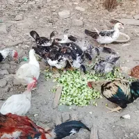 اردک خارجی