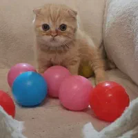 گربه کوچولو