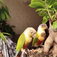 جفت پرنده گرینچیک|پرنده|مشهد, دانشجو|دیوار