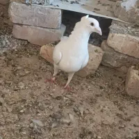 کبوتر کفتر