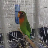 پرنده طوطی  (کوتوله برزیلی)