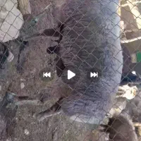 بره قوچ چینی دو رگ بهترین رنگ ونژاد|حیوانات مزرعه|شیراز, دانشکده دامپزشکی شیراز|دیوار