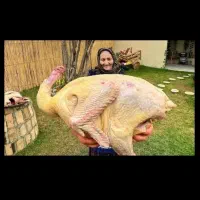 گوشت بوقلمون