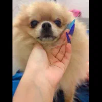 پامرانین پرتقالی ماده خرسی|سگ|تهران, جنتآباد شمالی|دیوار