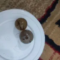 مهره سلیمانی کهنه