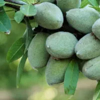 اجاره میوه سر درخت|خدمات باغبانی و درختکاری|باشت, |دیوار