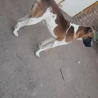 سگ گله|سگ|تربت‌حیدریه, فرمانداری|دیوار