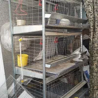 قفس مرغ سه طبقه