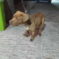 پیت بول اصلی فی ۱۵تومن