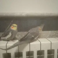 عروس هلندی|پرنده|رشت, سعدی (تختی)|دیوار