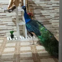 مرغ بهشتی طاوس