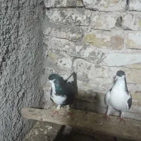 خوشرنگ نر چپ باشستی ماده
