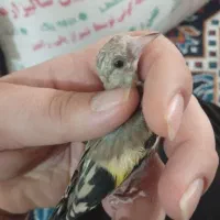 جوجه سهره کهمره