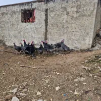 بوقلمون نر ماده