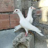 کبوتر سره ای با سفید کلاهی|پرنده|کرمان, |دیوار