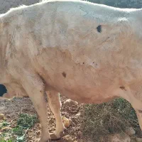 گاو ابست طبس مسینا