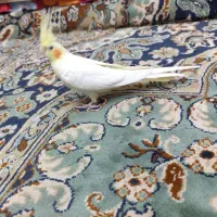 ماده عروس هلندی