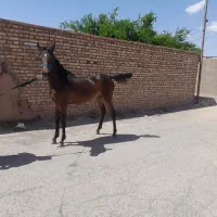 اسب|اسب و تجهیزات اسب‌سواری|رفسنجان, |دیوار