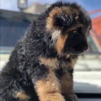 توله ژرمن شولاین نرو ماده|سگ|ساری, |دیوار