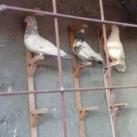کبوترصید|پرنده|مشهد, محمدآباد|دیوار