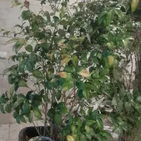 یاس هلندی سطل بزرگ