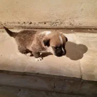 سگ عروسکی فنجونی|سگ|قم, نوقطار|دیوار