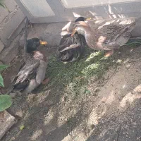 ۳ عدد اردک فروشی