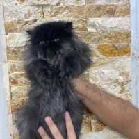 پرشین بلو|گربه|ارومیه, |دیوار