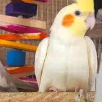 عروس هلندی نر
