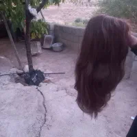 کلاه گیس
