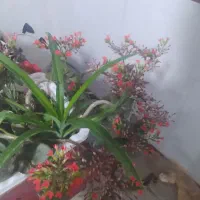 کادر‌نظافت‌چی