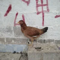 مرغ خروس محلی چاه قائدی وحید کشتکار