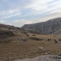 داشتی نمونه