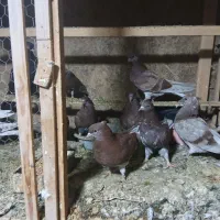 کبوتر جوجه سرخ