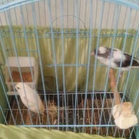 قناری مزایکی|پرنده|ری, شهادت|دیوار