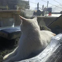 گربە گمشدە|حیوانات|مریوان, |دیوار