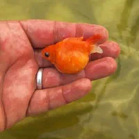 گلدفیش پرل اسکال