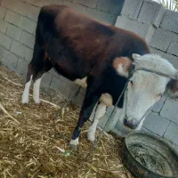 کوک بهای خوب|حیوانات مزرعه|بیرک, |دیوار