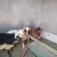 فروش گوسفند|حیوانات مزرعه|مبارکه, |دیوار