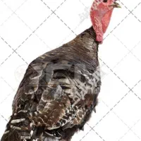 بوقلمون نر وماده