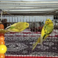 مرغ عشق|پرنده|تبریز, |دیوار