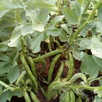 بذر باقله (باقالا) درجه یک یک،تضمینی،زودرس|گل و گیاه طبیعی|خرمآباد, |دیوار