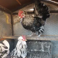 دو عدد خروس گلین معاوضه هم دارم