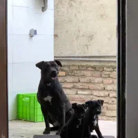 واگذاری توله پیتبول|سگ|قائمشهر, |دیوار