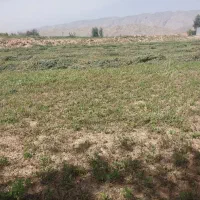 فروش یونجه درجه یک