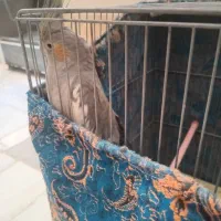 عروس هلندی سینامون|پرنده|قم, بنیاد|دیوار