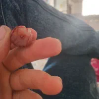 محرحقیق دارم حدو۳۰،گرم یا۴۰گرمه|کلکسیون اشیاء عتیقه|ایلام, |دیوار