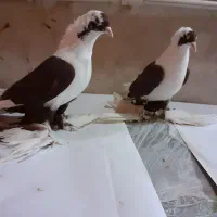 کبوتر ابلاغ