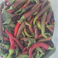 فلفل تند|خوردنی و آشامیدنی|قم, شهرک مهدیه|دیوار